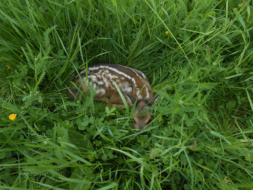 Junges Rehkitz auf der Wiese