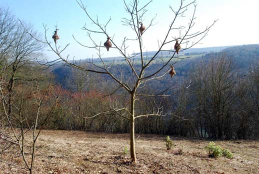 Nisthilfen im Jungbaum