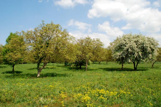 Wiese mit Bäumen