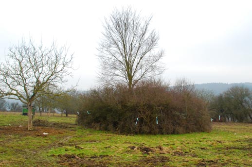 Von Schlehen zugewachsener Baum
